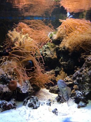 fish2.jpg