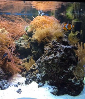 fish11.jpg
