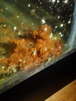 Sponge - Algae (1).jpg