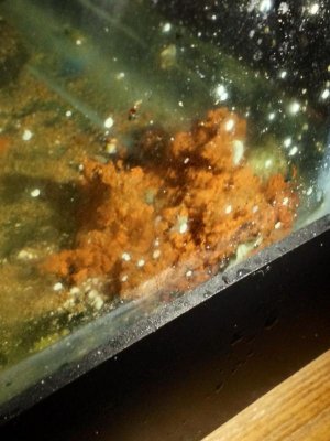 Sponge - Algae (2).jpg