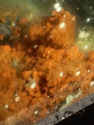Sponge - Algae (3).jpg