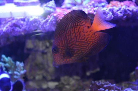 chevron tang.jpg