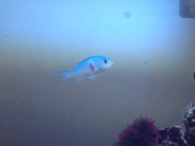 chromis parasite.JPG chromis parasite.JPG