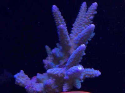 ImageUploadedByTapatalk1389504808.396283.jpg ImageUploadedByTapatalk1389504808.396283.jpg