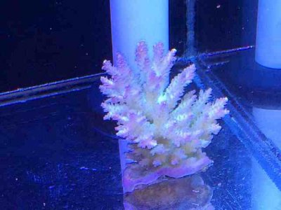 ImageUploadedByTapatalk1389504822.979756.jpg ImageUploadedByTapatalk1389504822.979756.jpg