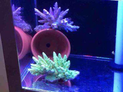 ImageUploadedByTapatalk1389504830.963804.jpg ImageUploadedByTapatalk1389504830.963804.jpg