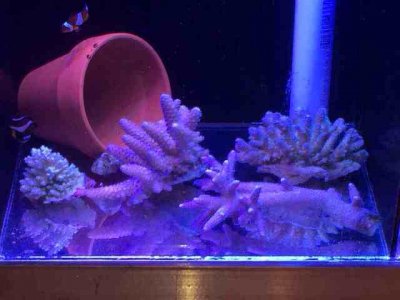 ImageUploadedByTapatalk1389504840.330956.jpg ImageUploadedByTapatalk1389504840.330956.jpg