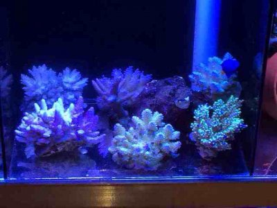 ImageUploadedByTapatalk1389504847.781560.jpg ImageUploadedByTapatalk1389504847.781560.jpg