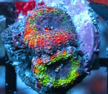 acan.jpg