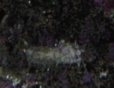 Critter 1.jpg