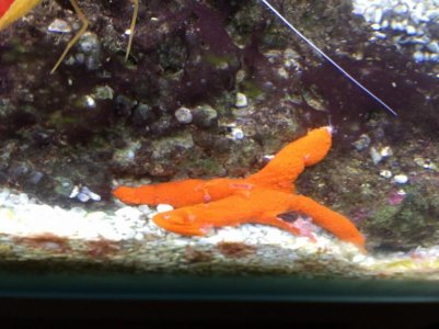 IMG_1118 (800x600).jpg