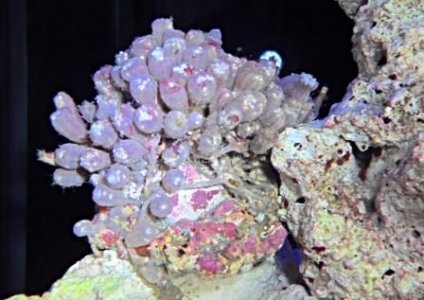 Clove Polyp 1.jpg