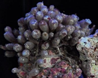 Clove polyp 2.jpg