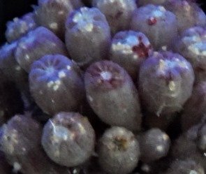 Clove polyp 3.jpg