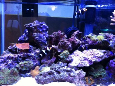 ImageUploadedByTapatalk1392791889.511997.jpg ImageUploadedByTapatalk1392791889.511997.jpg