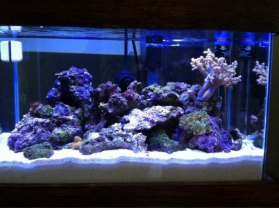 ImageUploadedByTapatalk1392824172.181011.jpg ImageUploadedByTapatalk1392824172.181011.jpg