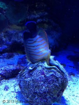 Killer Clam AMD1.jpg