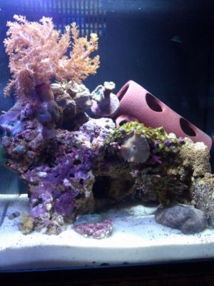 DSC_1586 (600x800).jpg