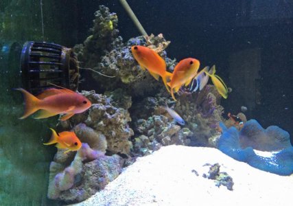 Anthias2014020101.jpg