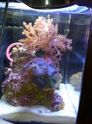 DSC_1585 (600x800).jpg