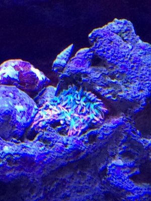 anemone deflated.jpg