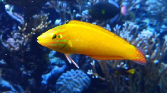 MaleCorisWrasse[1].jpg