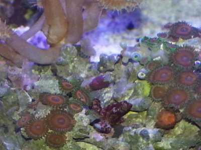 zoas.jpg