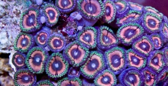 Zoanthid.jpg