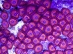 Zoanthid2-150x150.jpg