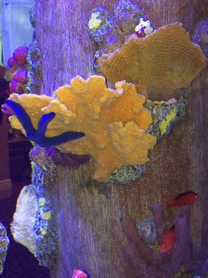 blue star-hawks1.jpg