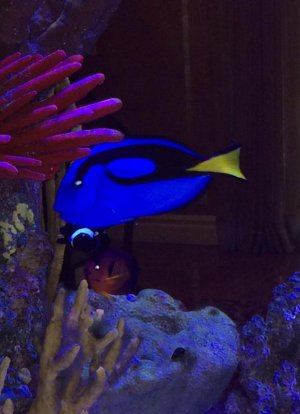 blue tang-clown-CB.jpg