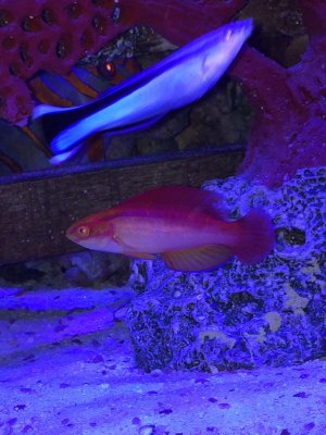 flame wrasse1.jpg