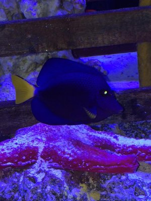 purple tang1.jpg