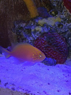sunburst anthias1.jpg