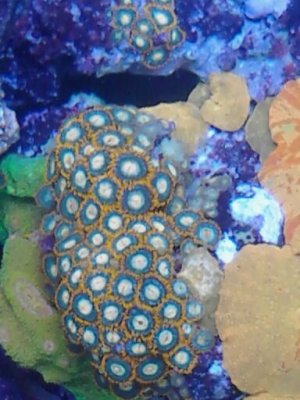 zoas 1.jpg