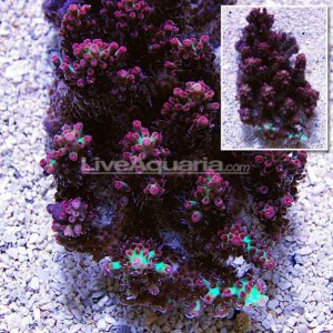 Aussie Strawberry Short Cake Acropora.jpg