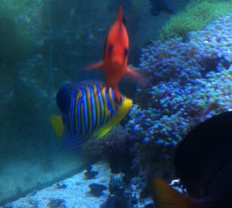 Regal sub 2-4-14.jpg