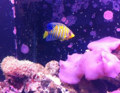 regal juvy 10-12.jpg