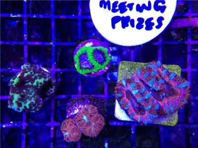 arksc-march-meeting-frags-sm.jpg
