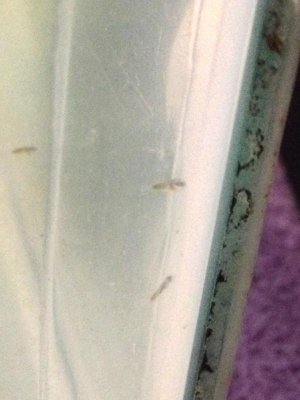Fry day 1.......jpg