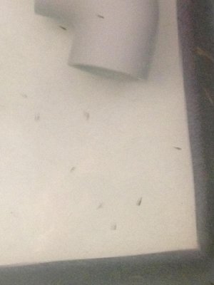Fry day 1 ....jpg