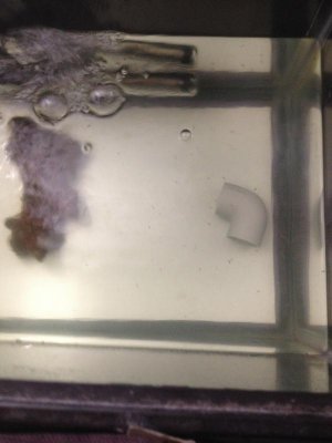 Fry day 1 ...jpg