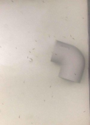 fry day 1..jpg