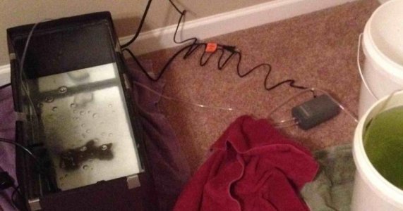 Fry set up.jpg