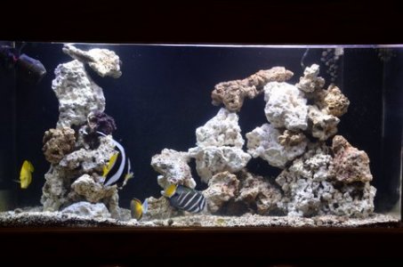 main tank.JPG