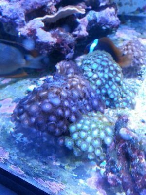zoanthids2.JPG