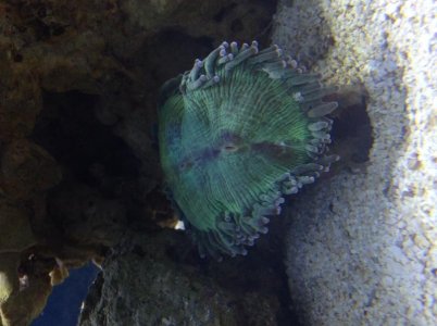 Aussie Elegance Coral (Open first time).jpg