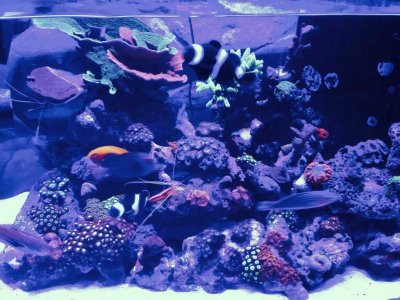 ImageUploadedByTapatalk1393209938.918356.jpg ImageUploadedByTapatalk1393209938.918356.jpg