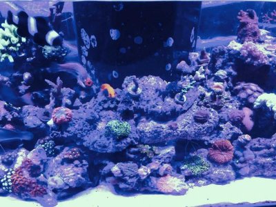 ImageUploadedByTapatalk1393209949.368021.jpg ImageUploadedByTapatalk1393209949.368021.jpg