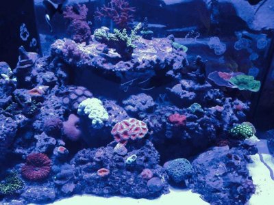 ImageUploadedByTapatalk1393209957.918122.jpg ImageUploadedByTapatalk1393209957.918122.jpg